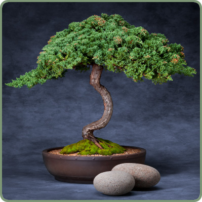 Bonsai