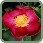 Yuletide Camellia