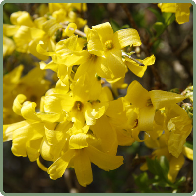 Forsythia