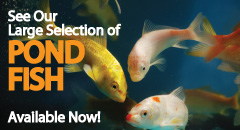 See Our Large Selection of Pond Fish!