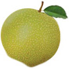 Anjou Pear 